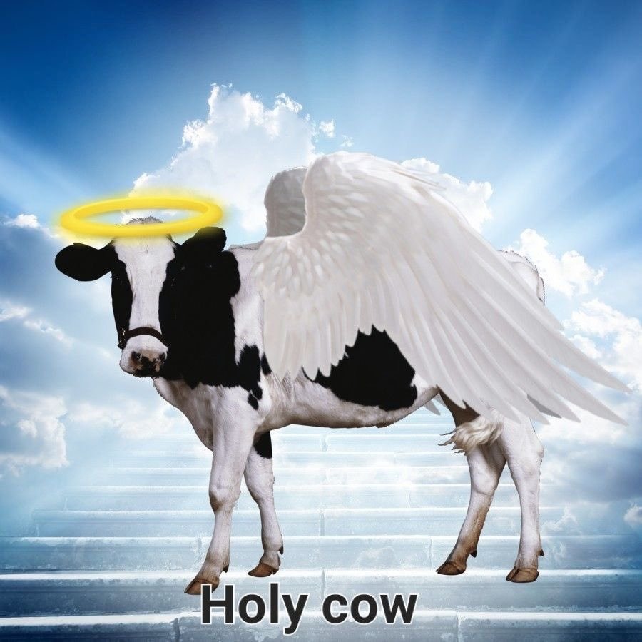 Tweet by cow printed on a t-shirt