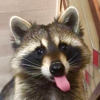 raccoon aesthetic.