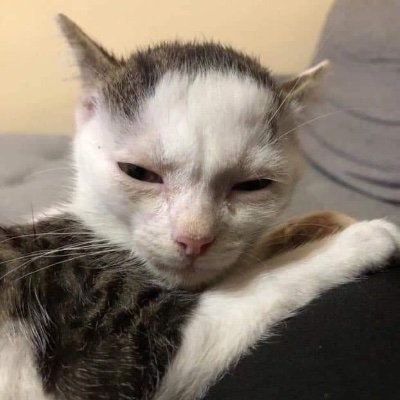 LiterallyMeCats