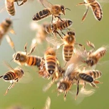 12,000 angry bees