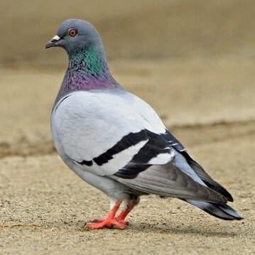 pigeon